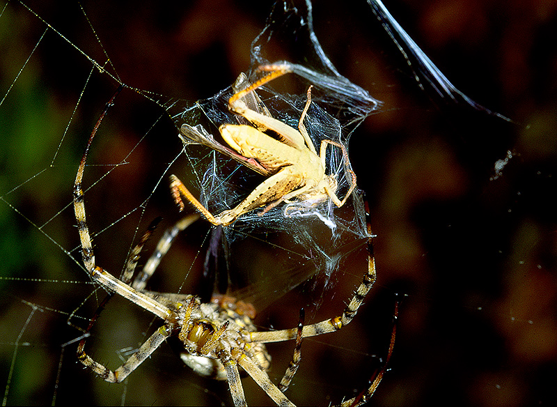 Argiope lobata